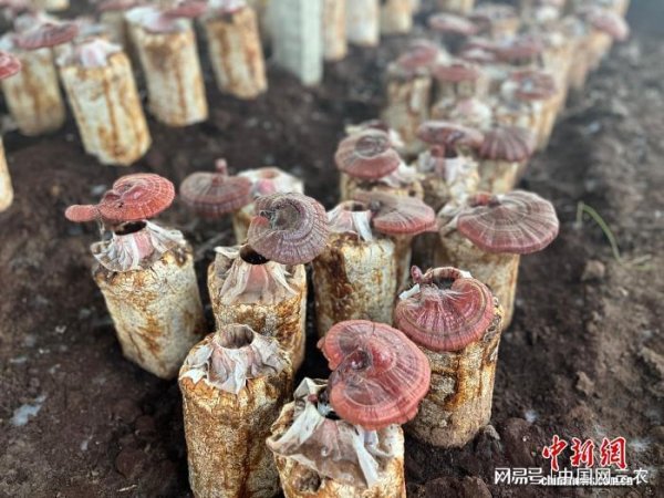 百盛证券 山西长子：“小灵芝”撑起乡村“致富伞”